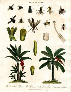 Musa e Musca - Piante di banano e varie specie di mosche da John Pass