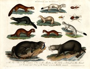 Mustela e Mutilla: illustrazione di vari Mustelidi e Insetti Mutilla da John Pass