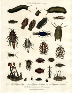 Onchidium; Oniscus e altri artropodi da John Pass