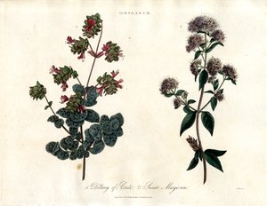 Specie di Origanum: Dittania di Creta e Maggiorana dolce da John Pass