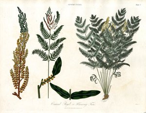 Osmunda da John Pass