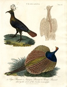 Phasianus (Specie di fagiano) da John Pass