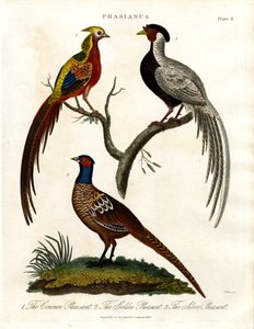 Phasianus - Specie di fagiano da John Pass