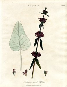 Phlomis: Salvia di Gerusalemme dalle radici tuberose da John Pass