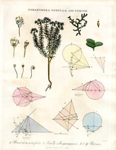 Poranthera;Porella e Porismi da John Pass