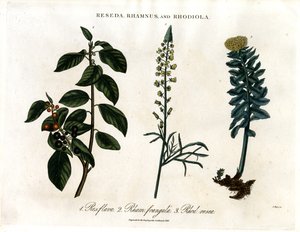 Reseda; Rhamnus e Rhodiola da John Pass