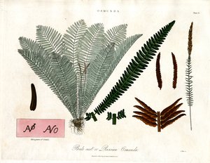 Felce reale (Osmunda) da John Pass