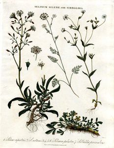 Selinum; Silene e Sibbaldia da John Pass