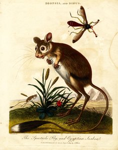 Mosca dagli occhiali e Jerboa egiziano da John Pass