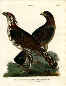 Il falco dubbioso e l