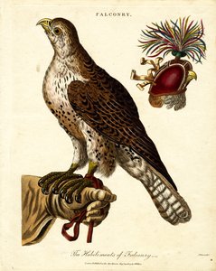 I mestieri della falconeria da John Pass