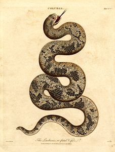 La Lachesis o Vipera fatale