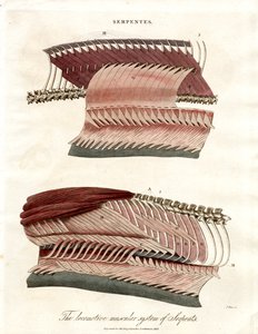 Il sistema muscolare locomotore dei serpenti da John Pass