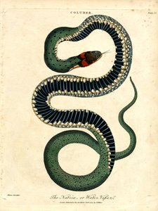 La Natrix, o vipera d