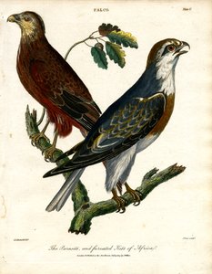 Il Nibbio parassita e forcello dell