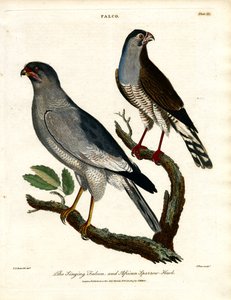Il falco canterino e lo sparviero africano da John Pass