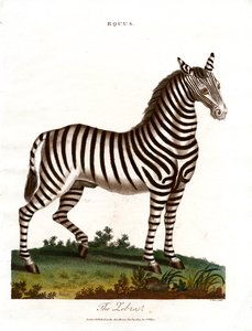 La zebra da John Pass