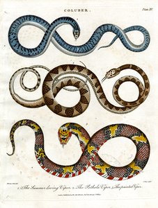 Tre diverse specie di vipere