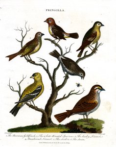 Varie specie di fringuelli (Fringilla) da John Pass