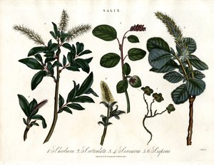Varie specie di salice (Salix) da John Pass