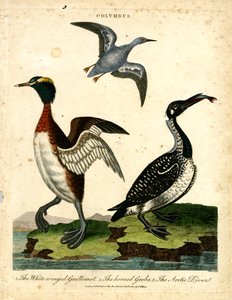 Uccelli acquatici - Guillemot alato bianco; Svasso cornuto e Tuffatore artico da John Pass