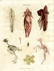 Illustrazioni anatomiche zoologiche (Piastra XV) da John Pass
