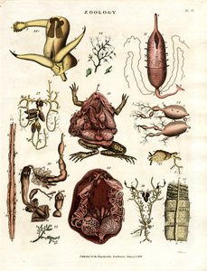 Zoologia Pl. II: Illustrazioni anatomiche di vari animali e organi da John Pass