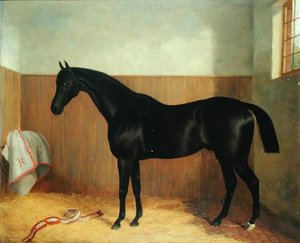 Tommy, ritratto di un cavallo, c.1870 da John Paul