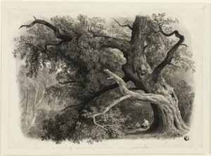 Vecchio albero nella Billah - Foresta di Sherwood da John Rawson Walker