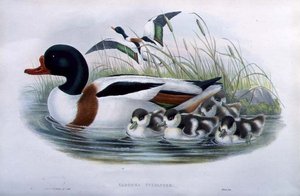 Volpoca (Tadorna Vulpanser) da John and Richter Henry Constantine (after) Gould