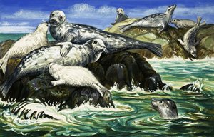 La nostra amica marina, la foca