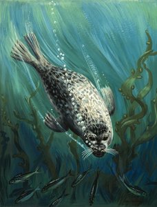 La nostra amica marina, la foca
