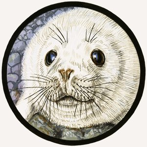 La nostra amica marina, la foca
