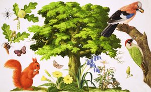 La meravigliosa quercia