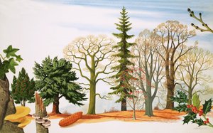 Alberi in inverno