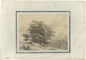 Cedro