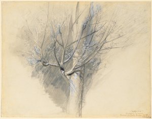 Germoglio di sicomoro da John Ruskin
