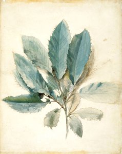 Foglie di castagno da John Ruskin
