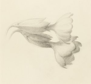 Campanelli di primula, probabilmente 1871 da John Ruskin