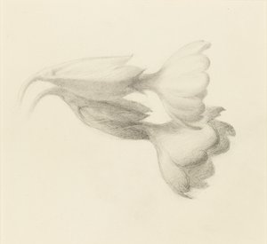 Campanelli di primula, probabilmente 1871 da John Ruskin