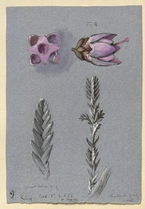 Quattro studi di Ling, probabilmente 14 settembre 1869