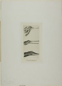 Teste di anatre a becco di sega e due coccodrilli da John Ruskin