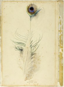 Piuma di pavone da John Ruskin
