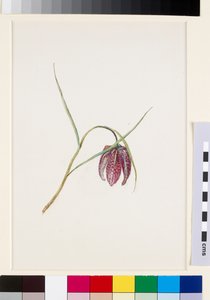 Fritillaria del serpente, prima di giugno 1871