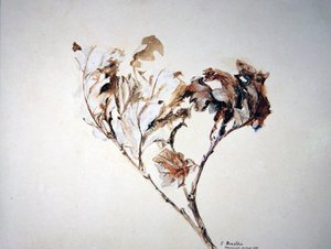 Studio di foglie di quercia da John Ruskin