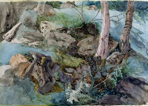 Studio di rocce e felci in un bosco a Crossmount, Perthshire, 1843 da John Ruskin