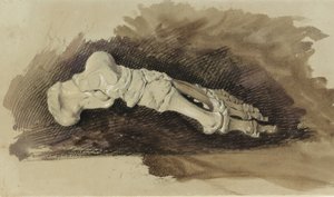 Le ossa del piede di una donna (matita con acquerello e gouache su carta) da John Ruskin