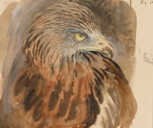 La testa di un nibbio, dal vivo, 30 agosto-1 settembre 1870 da John Ruskin