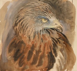 La testa di un nibbio, dal vivo, 30 agosto - 1 settembre 1870 da John Ruskin