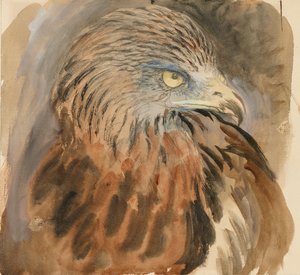 La testa di un nibbio, dal vivo da John Ruskin